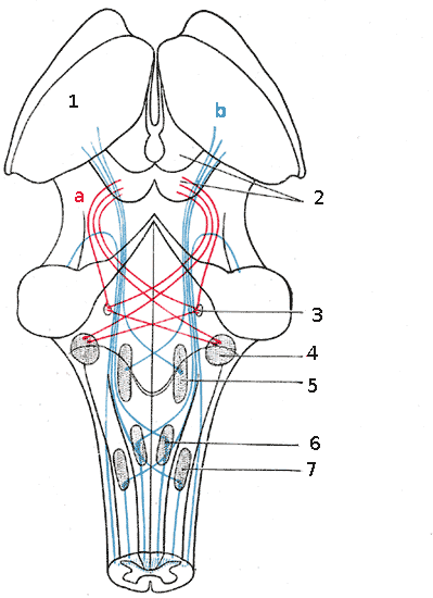 71. Scheme of the brainstem with the nuclei of the cranial nerves ...